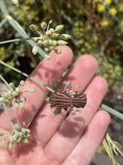 Graphosoma interruptum