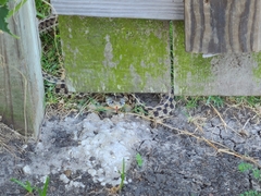 Thamnophis marcianus