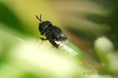 Oplodontha rubrithorax