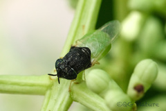 Oplodontha rubrithorax