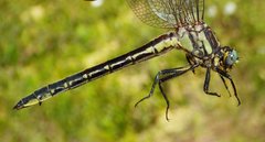 Phanogomphus descriptus