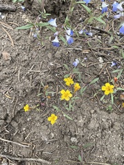 Erythranthe montioides