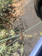 Graphosoma interruptum