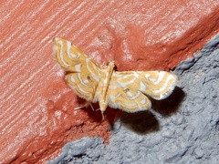 Musotiminae