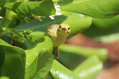 Ptilotula flavescens