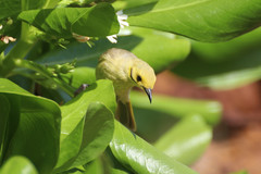 Ptilotula flavescens