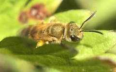 Halictus