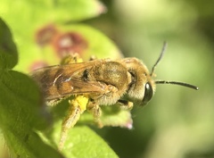 Halictus