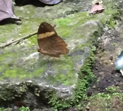 Xanthotaenia busiris