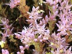Sedum pulchellum