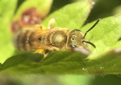 Halictus
