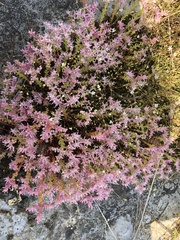 Sedum pulchellum