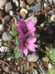 Malva sylvestris