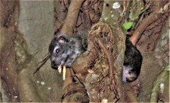 Dendrohyrax arboreus