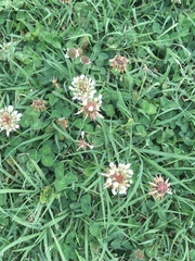 Trifolium repens