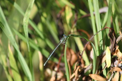 Platycnemis pennipes
