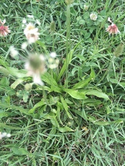 Plantago lanceolata