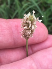 Plantago lanceolata