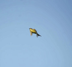 Motacilla flava