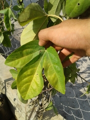 Passiflora alata × caerulea