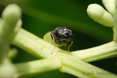 Oplodontha rubrithorax