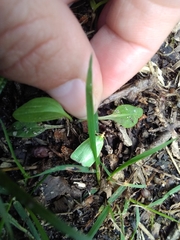 Tortrix viridana