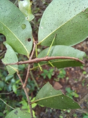 Venupherodes venustula