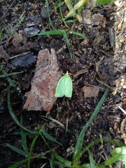 Tortrix viridana
