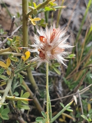 Ebenus pinnata image