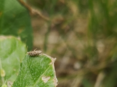 Errastunus ocellaris