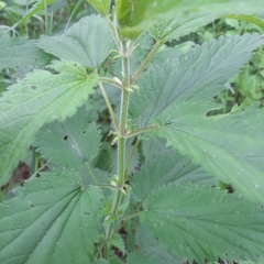 Urtica galeopsifolia