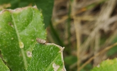 Errastunus ocellaris