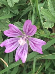 Malva sylvestris