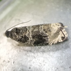 Olethreutes appendiceum