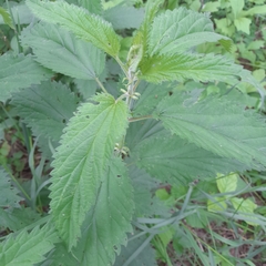 Urtica galeopsifolia