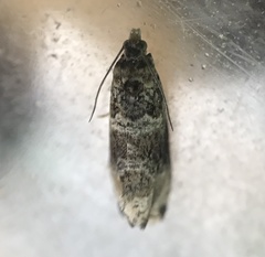 Olethreutes appendiceum