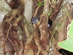 Dendrohyrax arboreus