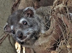 Dendrohyrax arboreus