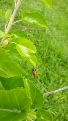 Lachnaia sexpunctata