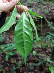 Lophanthera hammelii