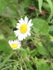 Bellis perennis
