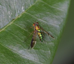 Chrysosoma vittatum