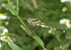 Orthetrum albistylum