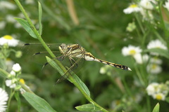 Orthetrum albistylum