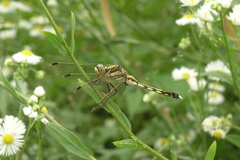 Erigeron annuus