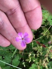 Geranium robertianum
