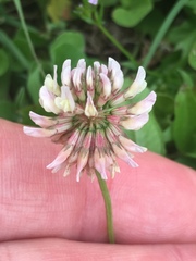 Trifolium repens