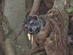 Dendrohyrax arboreus