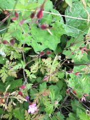 Geranium robertianum