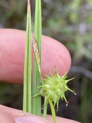 Carex cryptolepis
